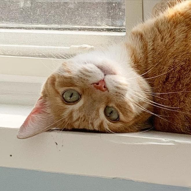 猫咪间的舔舐社交，舔出友谊，还是舔出大战？