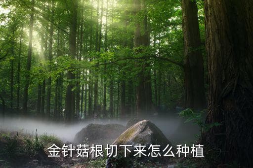 金针菇根部种植方法：从选根到养护的完整指南