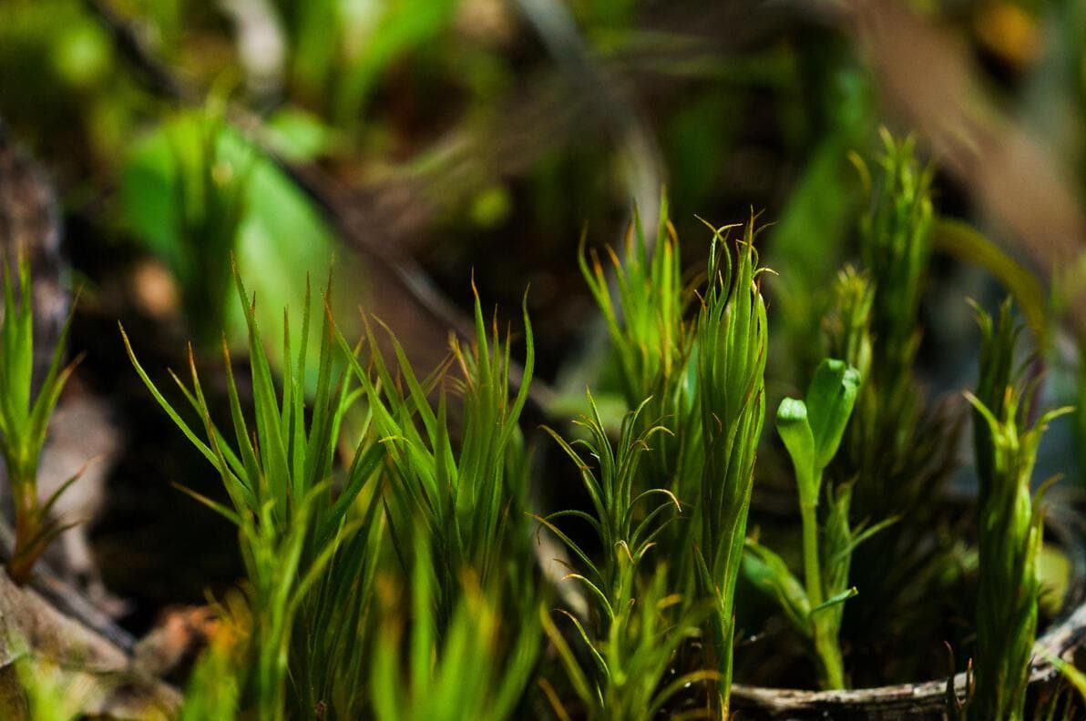 苔藓植物养护指南：揭秘耐旱、高湿度与水分管理