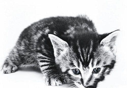 猫低钾血症的诊断与治疗
