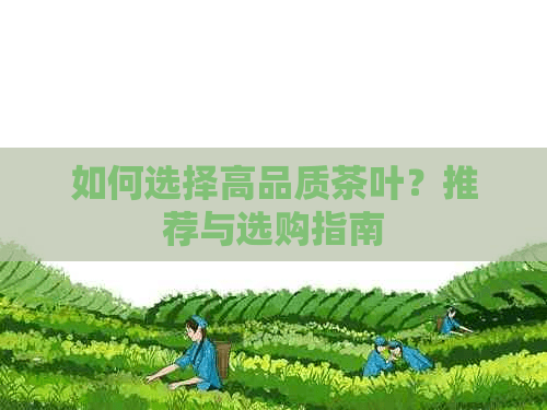 如何选择高品质茶叶？推荐与选购指南