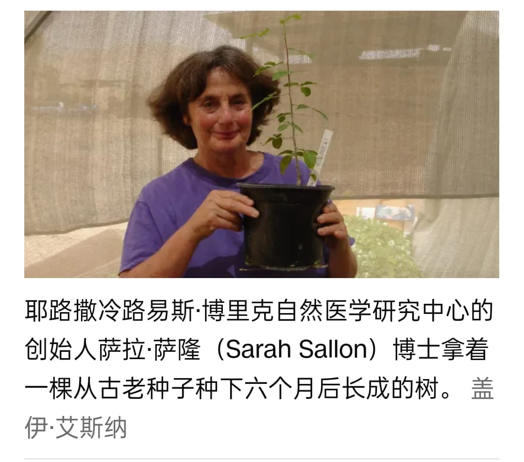一颗1000年前的古老种子，培育出“神秘树”？