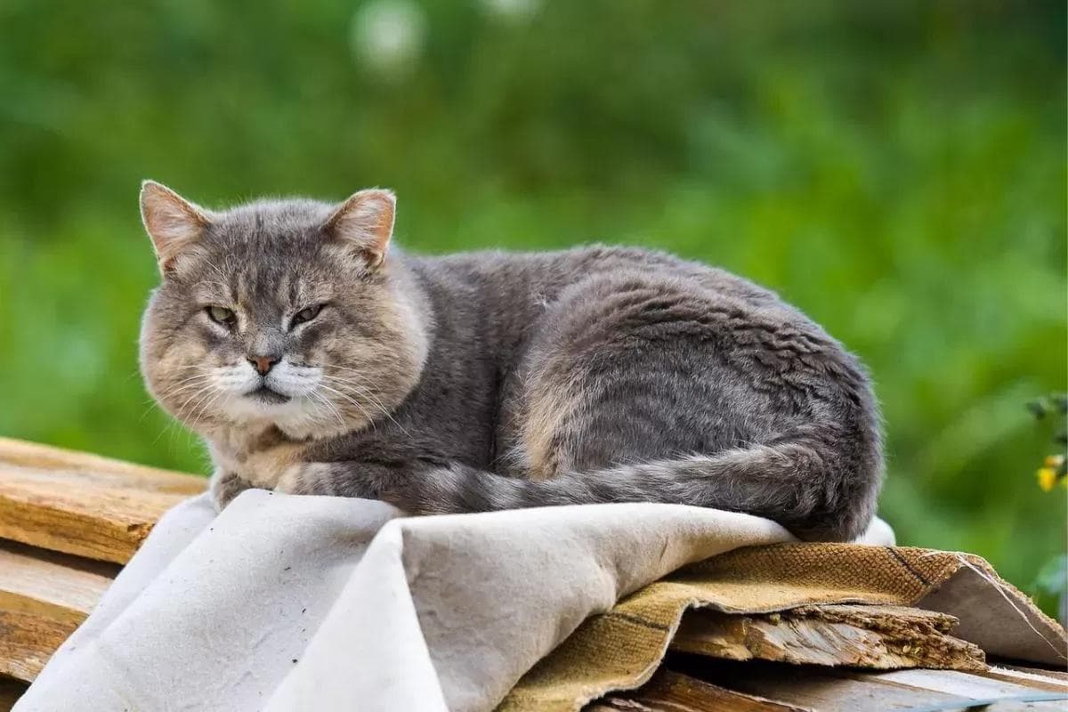 猫猫发抖怎么办