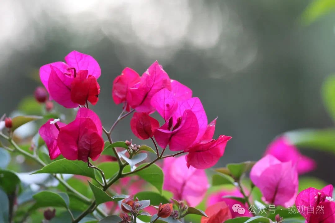 叶子花：又名三角梅，鲜艳的“花”其实是变态叶
