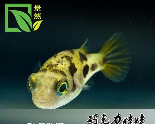 如何正确饲养潜水艇鱼（以宠物为主）