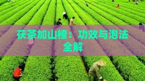 茯茶加山楂：功效与泡法全解