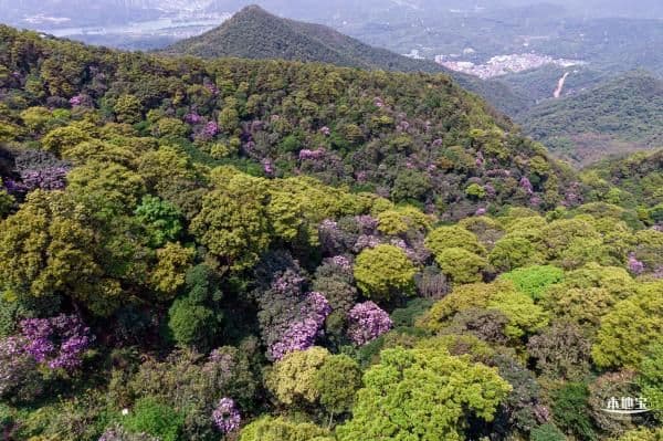 深圳梧桐山杜鹃花观赏线路 含网友实拍美景