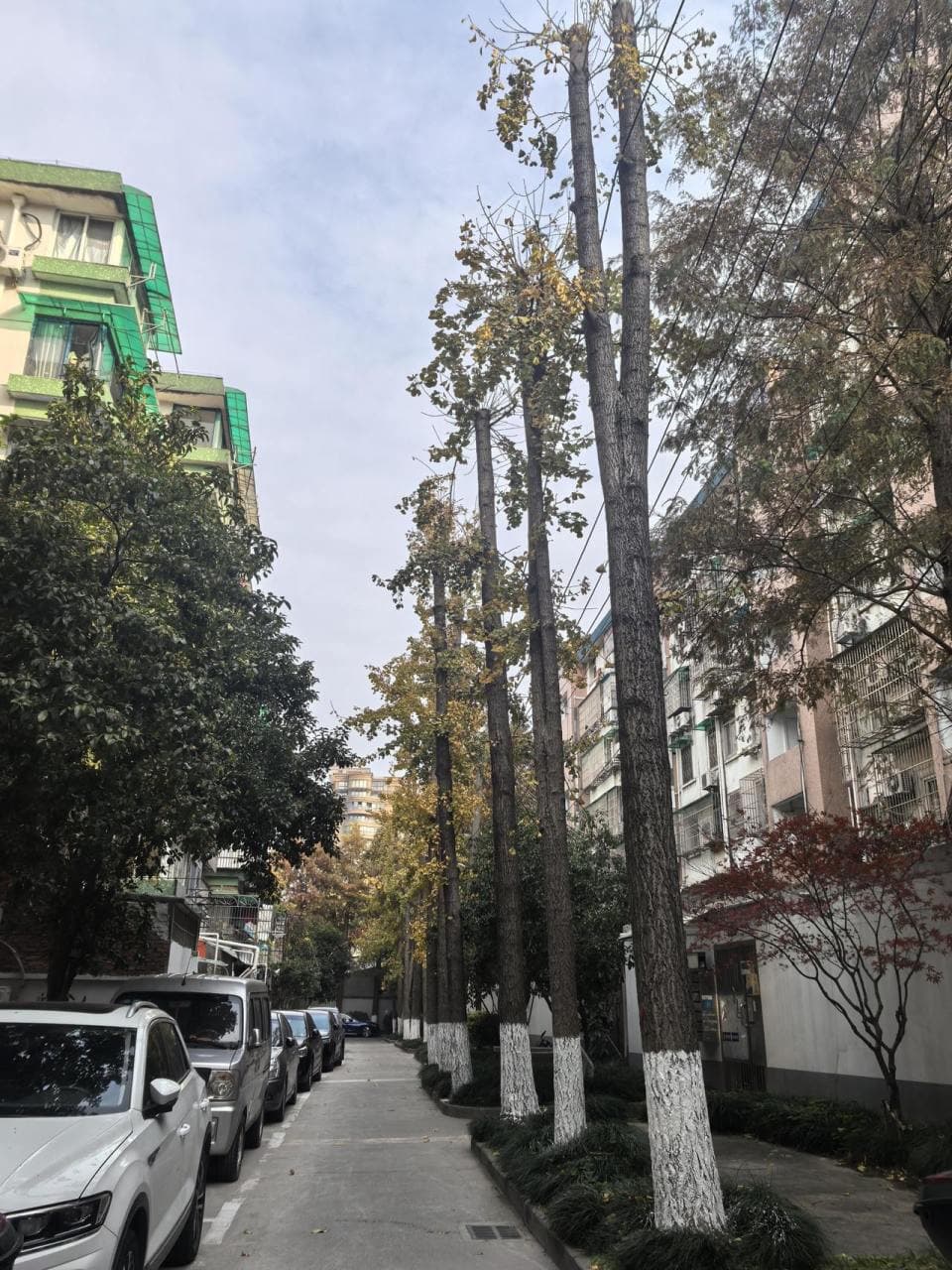 “光秃秃的”杭州一小区银杏修剪风波后，还有282棵待修剪