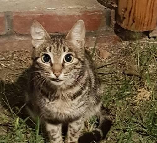 猫为什么喜欢蹭墙？14种可能的解释让你读懂猫咪行为
