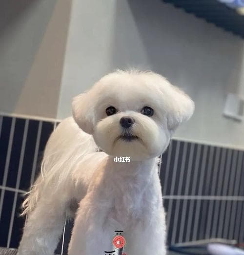 马尔济斯犬美容造型指南：从基础护理到专业造型