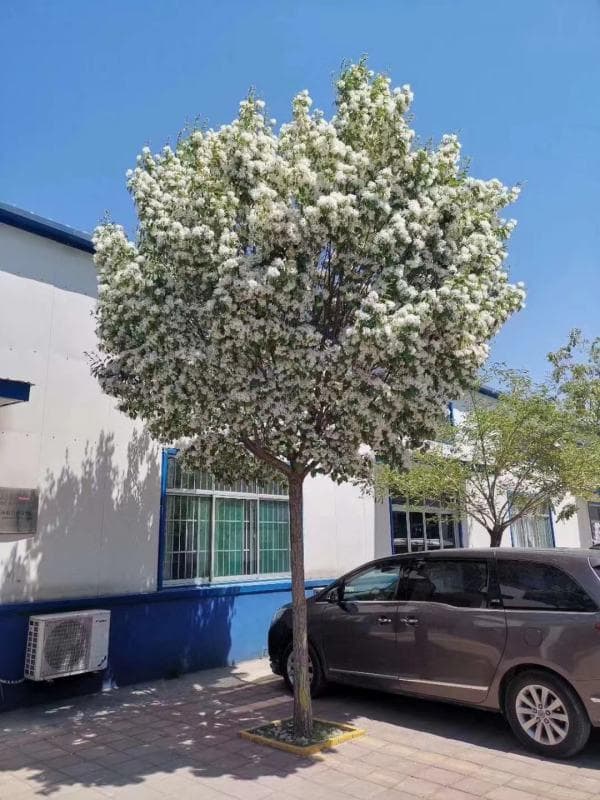 流苏树的种植环境要求及多种用途