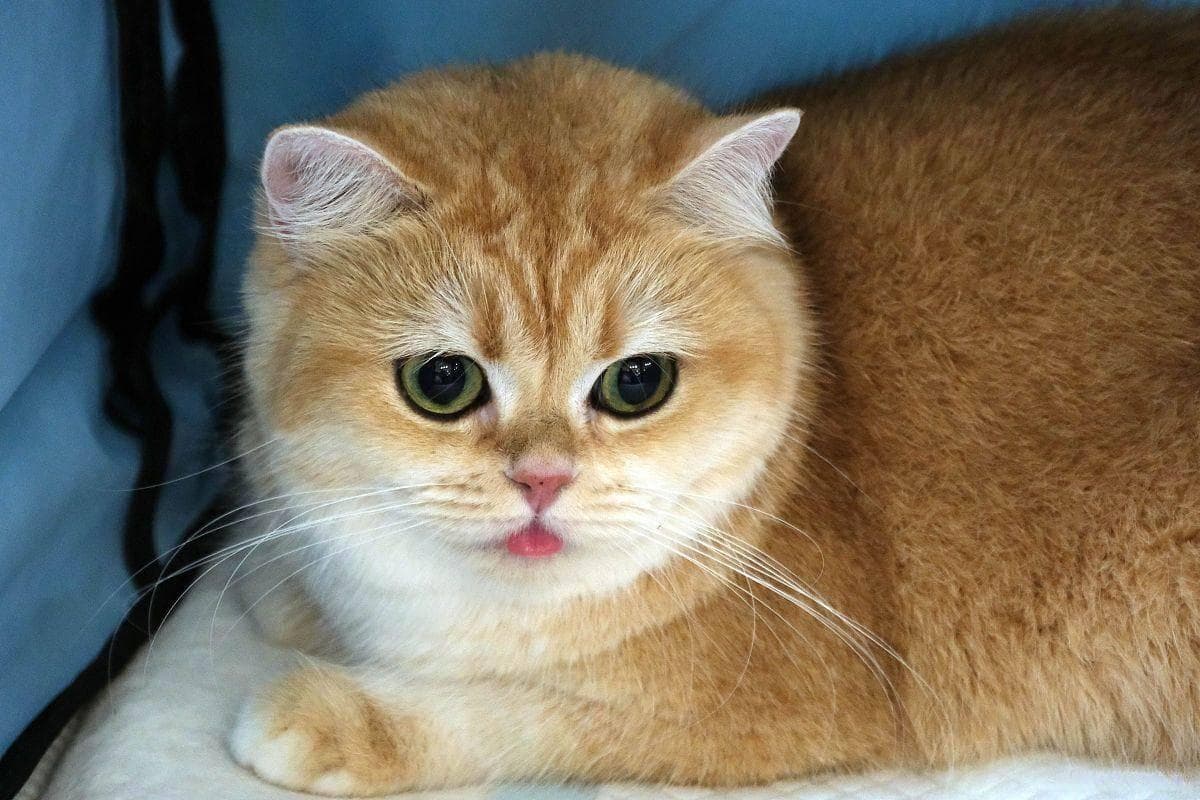 金渐层猫掉毛严重吗？揭秘真相与应对之道