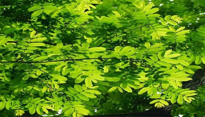 树木移植的最佳时间