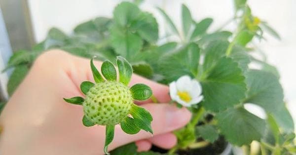 草莓剪枝修剪方法与步骤（如何正确地修剪草莓树枝和叶片）