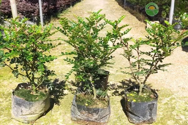 胡椒木盆栽的养殖方法和注意事项