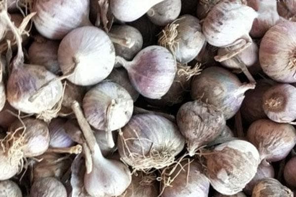“蒜中之王”独头蒜：营养价值是普通蒜3倍，这样种植产量高