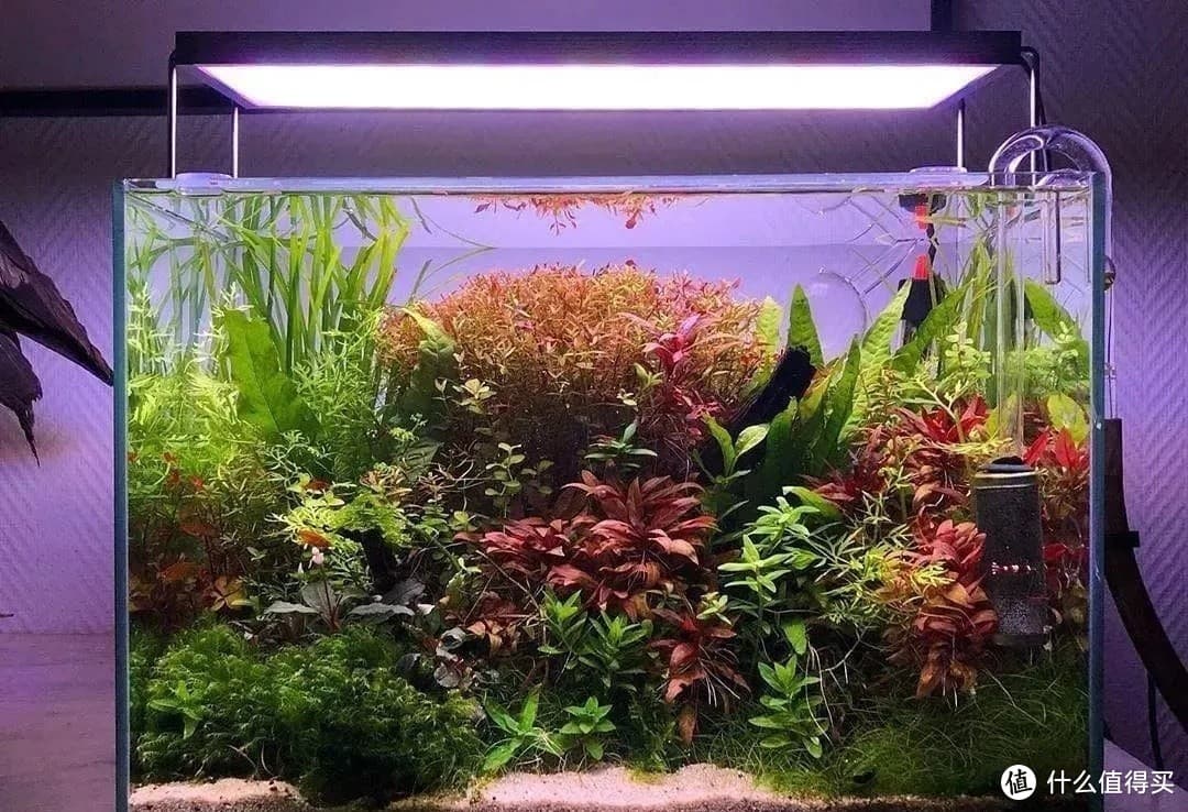 草缸造景：打造你的水下艺术世界