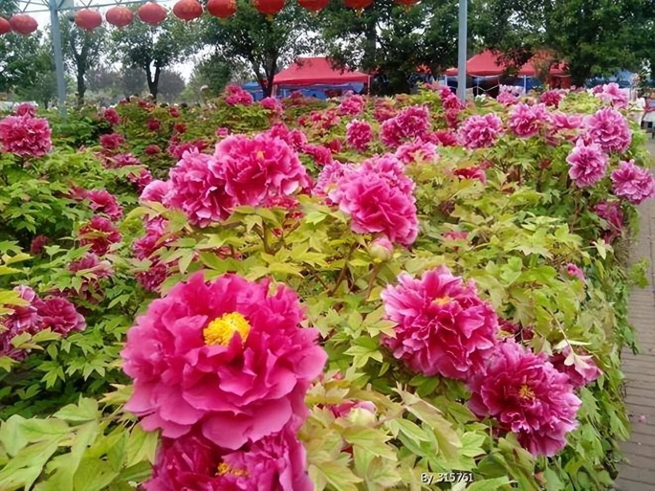 河南四天三晚旅游攻略：郑州洛阳精华景点全览