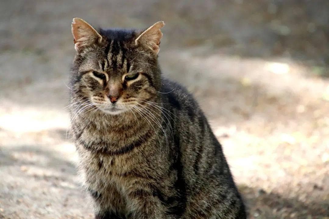 了解流浪动物救助方法——TNR