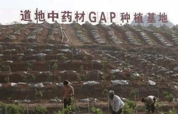 中药材种植未来之路：挑战与机遇并存
