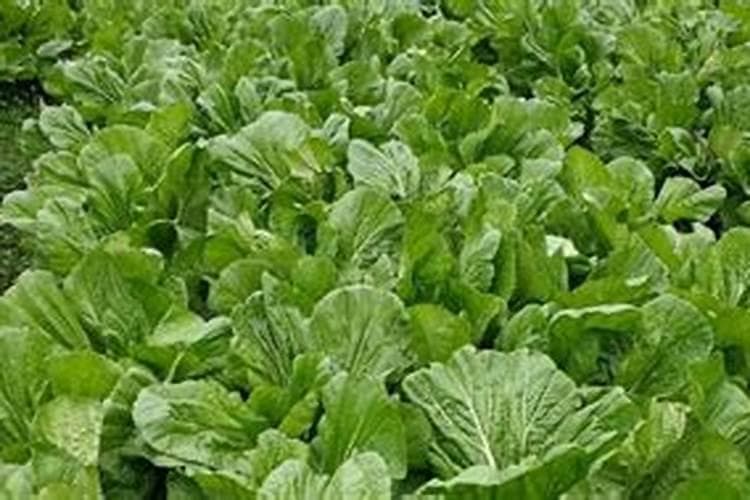 芥菜种植全攻略：把握时机与技术要点