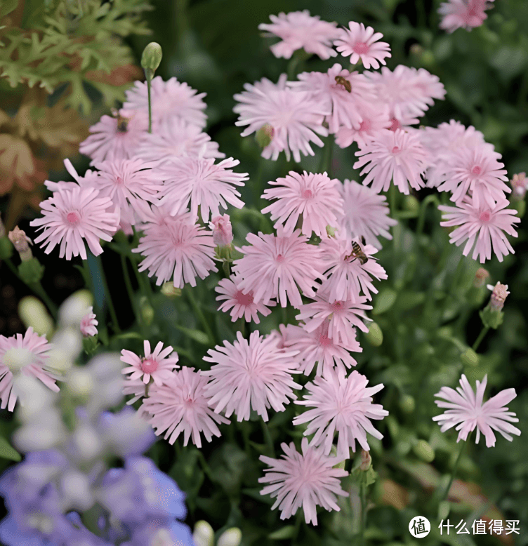 蓝妖：粉色蒲公英养护误区大揭秘，90%的人都做错了，难怪养不活