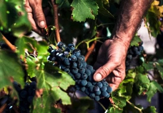 歌海娜（Grenache）世界主流酿酒葡萄品种之一