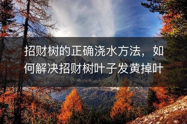正确浇水是关键，教你轻松应对招财树黄叶
