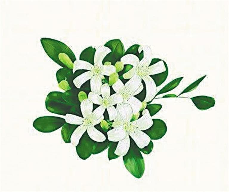 蚊子最“讨厌”的花卉植物 家里养几盆蚊子不进门