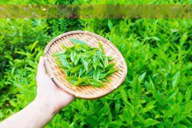 妃子笑茶：口感、功效、泡法及适合人群全面解析