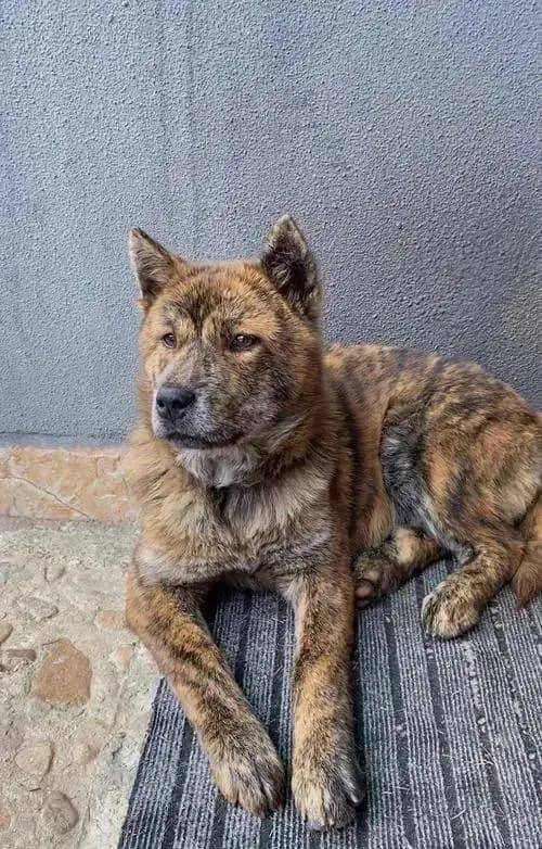 你口中的中华田园犬是你想的那个田园犬吗？带你认识本土狗狗品种