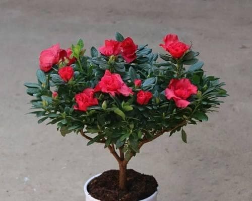 杜鹃花施肥指南：什么肥料最适合？如何正确施肥？