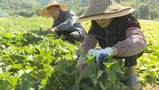 创业故事丨刘伟机：小番薯也能做成大产业