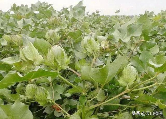 传统四大钾肥的特性与最佳使用方法