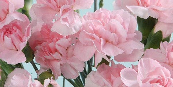 康乃馨的花期及养护指南（揭秘康乃馨的花期及如何延长花期）