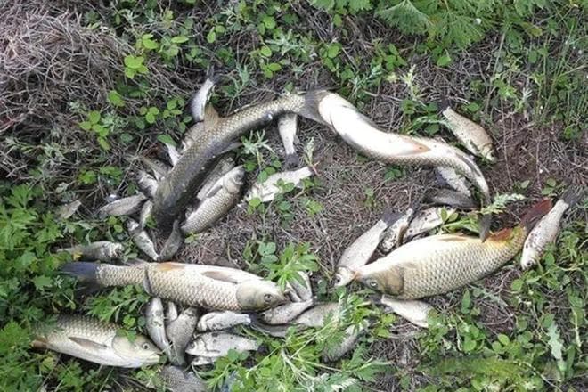 避开杂鱼干扰：4款夏季野钓大鱼面饵配方