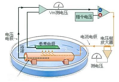 动作电位及其形成原理