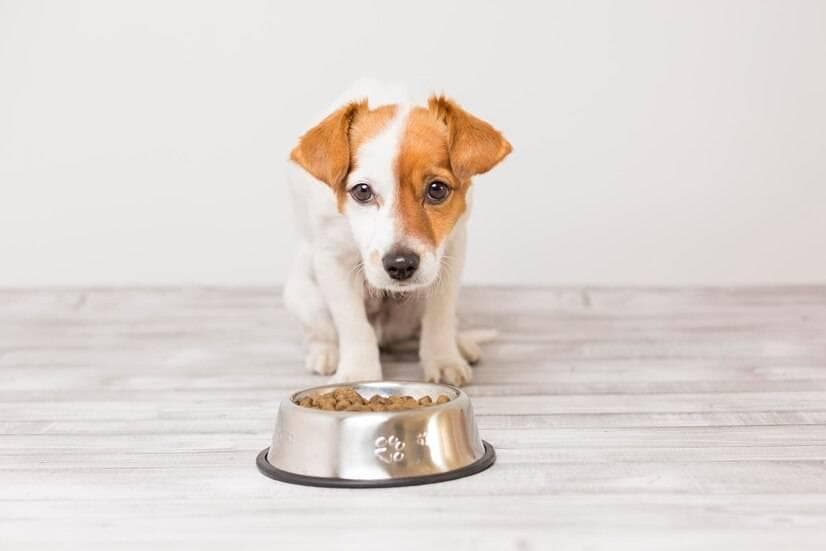幼犬吃狗粮也要过渡？幼犬多大狗粮不用泡？怎么让幼犬逐渐适应干狗粮