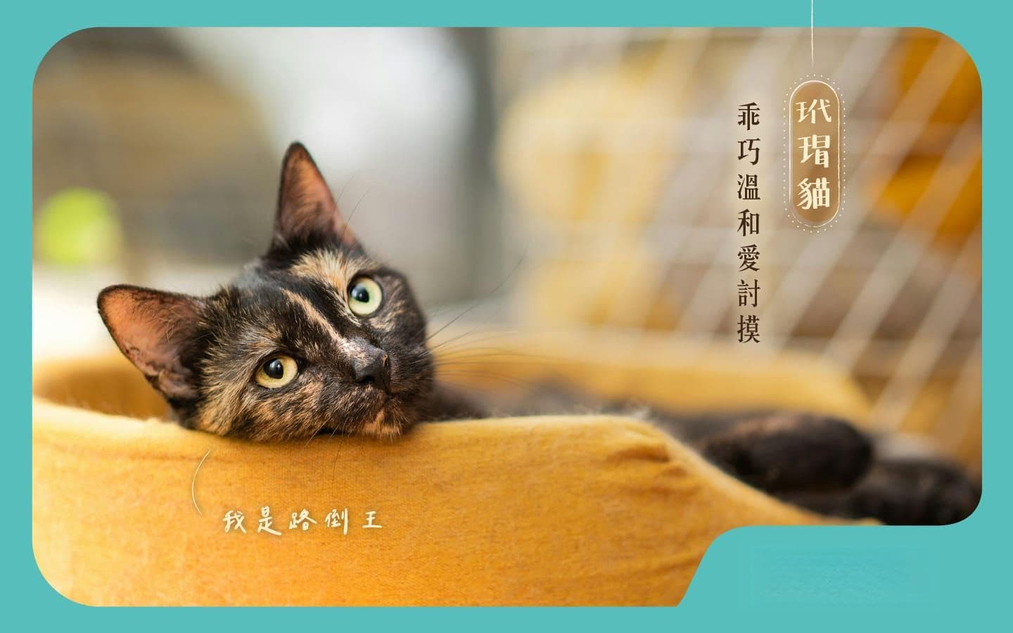 独一无二的混血魅力！混血猫各种花色种类与个性一次看