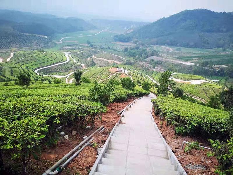 芒市茶旅路线：五条精品线路带你领略德昂酸茶文化与茶马古道魅力