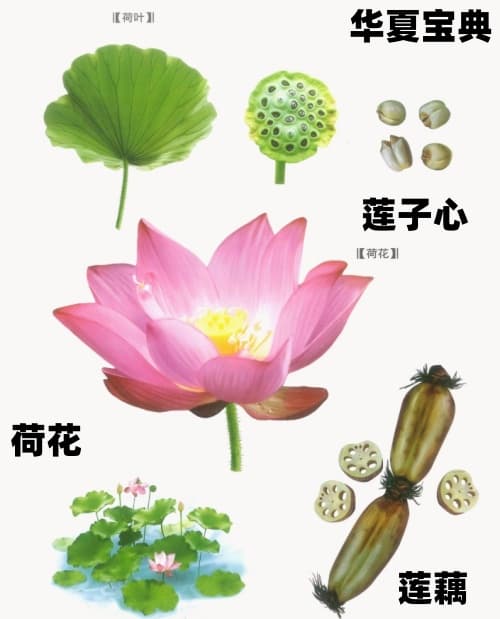 莲子心：传统中药的现代应用