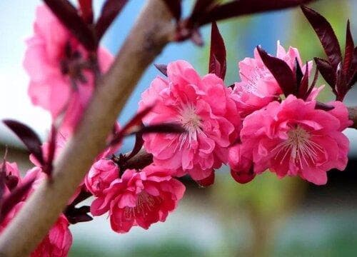 观赏桃花十大品种（好看的景观桃花品种大全及图片）