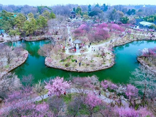 缤纷花事登场！2025全国早春赏花地图来了 一起解锁春日限定浪漫