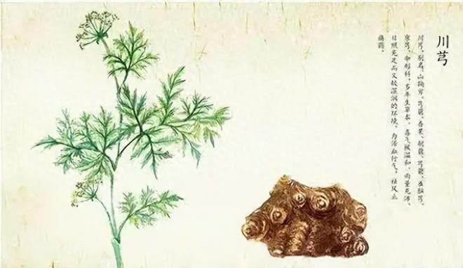 抚芎，血中之气药，活血行气，祛风解表