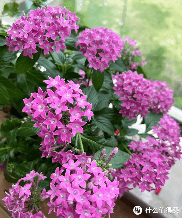 繁星花养护全攻略：从基础到进阶，轻松实现全年开花
