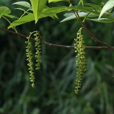 青钱柳：一种珍贵的药用植物