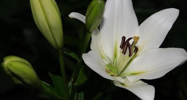 新手也能掌握：百合花蚜虫防治指南