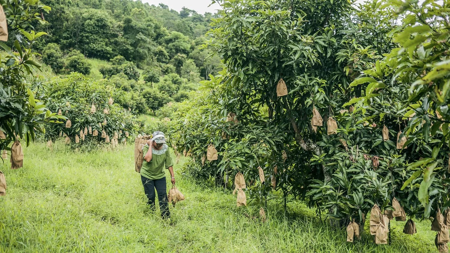 西双版纳黑胡椒种植技巧大揭秘！