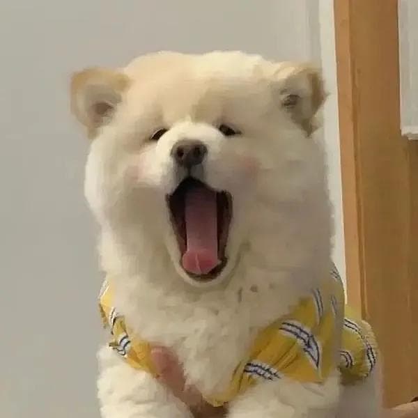 狗狗呕吐腹泻越来越严重，可能不是吃坏了肚子这么简单！