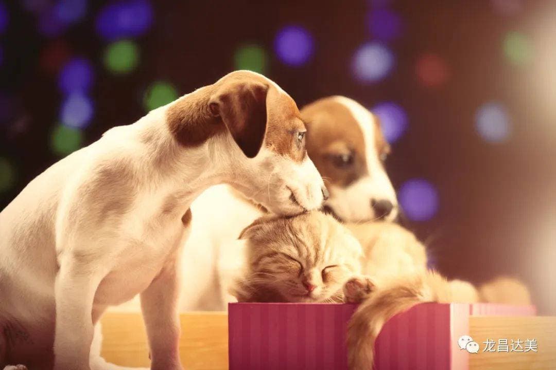 犬猫肝功不好影响寿命！铲屎官一定不要大意肝脏问题